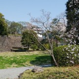 皇居桜