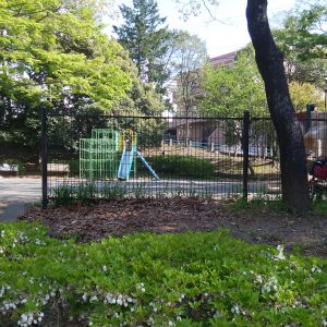 ドウダンツツジ