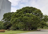 浜離宮恩賜庭園②